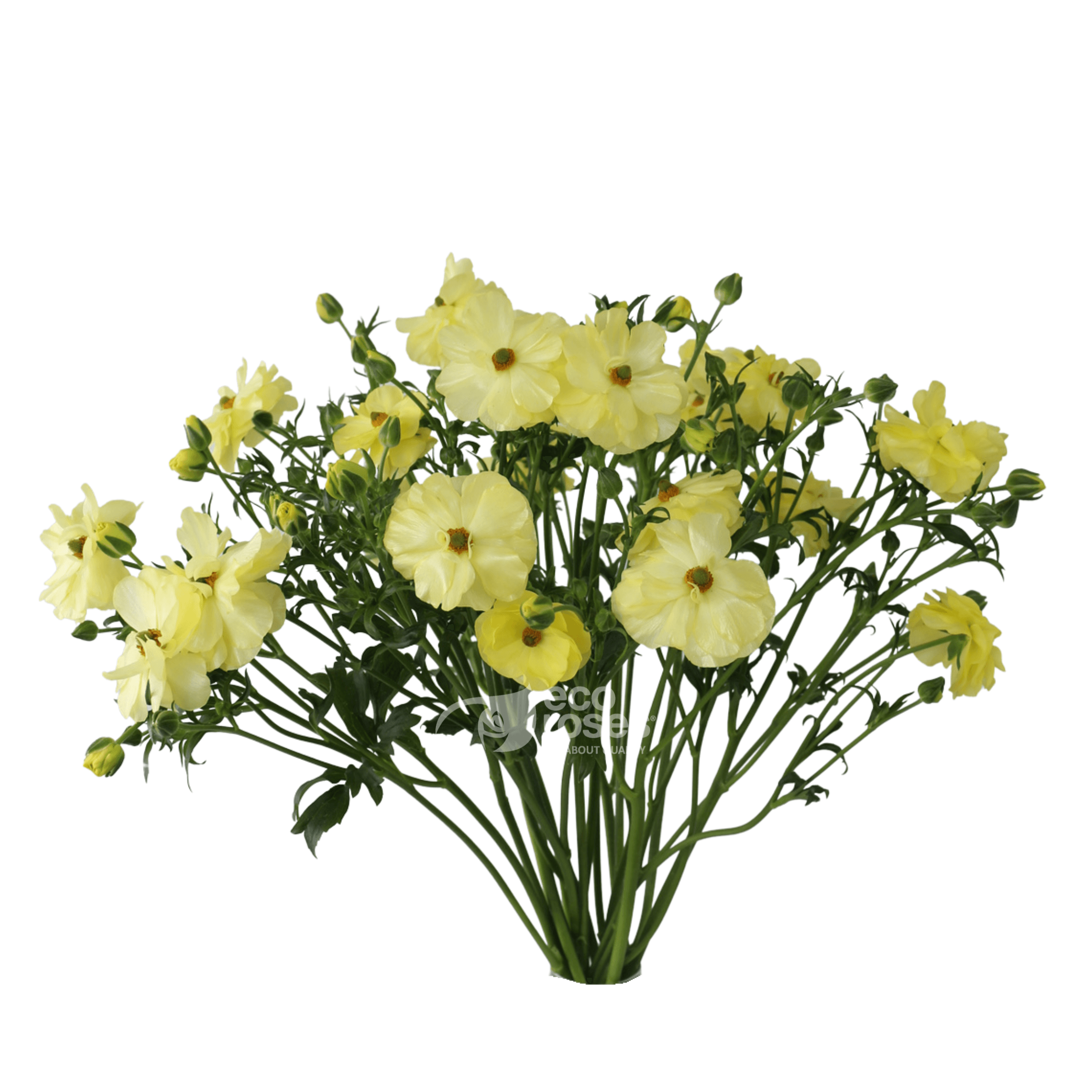 Butterfly Ranunculus Helios Light Yellow 50 Cm