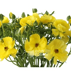 Butterfly Ranunculus Phytalos Yellow 60 Cm