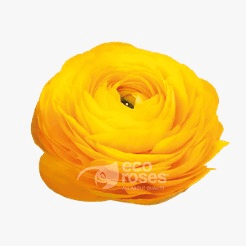 Ranunculus Elegance Giallo Yellow 35-55 Cm