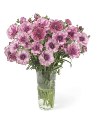 Butterfly Ranunculus Thiva Purple 55/60 Cm