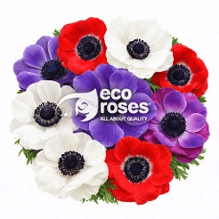 Anemone Carmel/mistral Assorted Colors 30-45 Cm