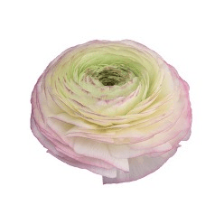 Ranunculus Cloni Success Felicidade Cream / Pink 45/50 Cm