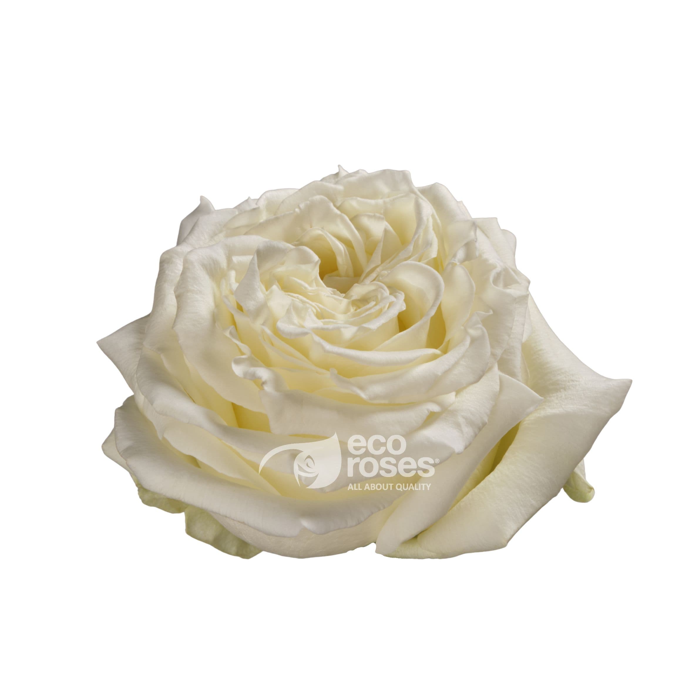 Roses Angel X-pression White 50 Cm