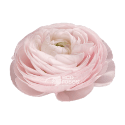 Ranunculus Cloni Success Nebbia Light Lavander 40-55 Cm
