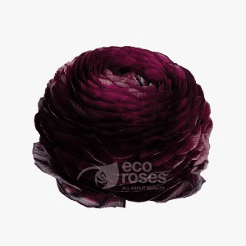 Ranunculus Elegance Viola Burgundy 60 Cm