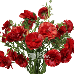 Butterfly Ranunculus Hades Red 55/60 Cm