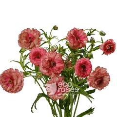 Butterfly Ranunculus Musa Salmon/coral 55/60 Cm