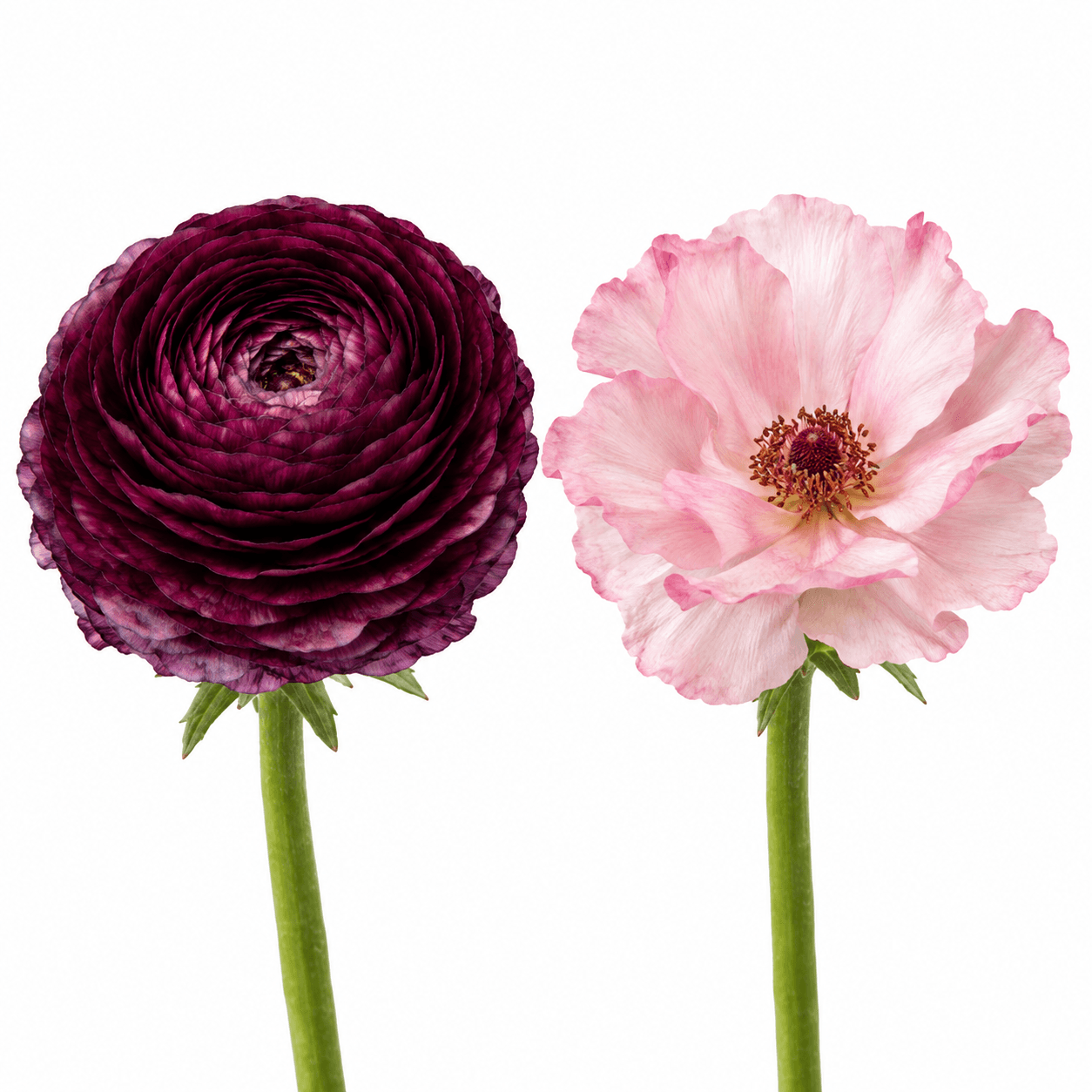 Ranunculus Mix Elegance Viola + Butterfly Isis Burgundy + Pink Mix Lengths