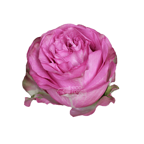 Roses Queens Crown Lavander 50 Cm