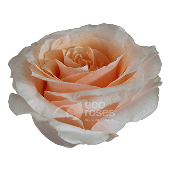 Roses Felicity Light Peach 60 Cm