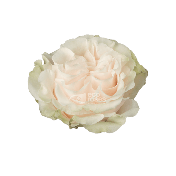 Roses Cotton X-pression White/cream 70 Cm