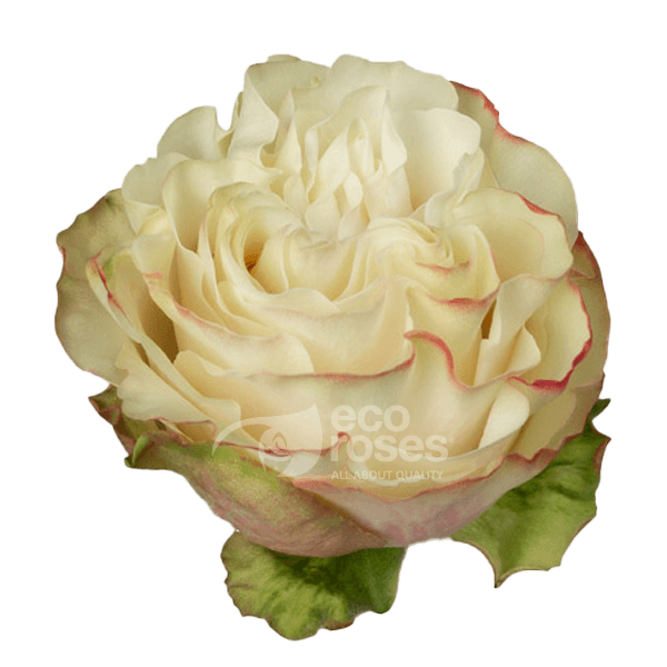 Roses Country Candy Cream And Red 60 Cm