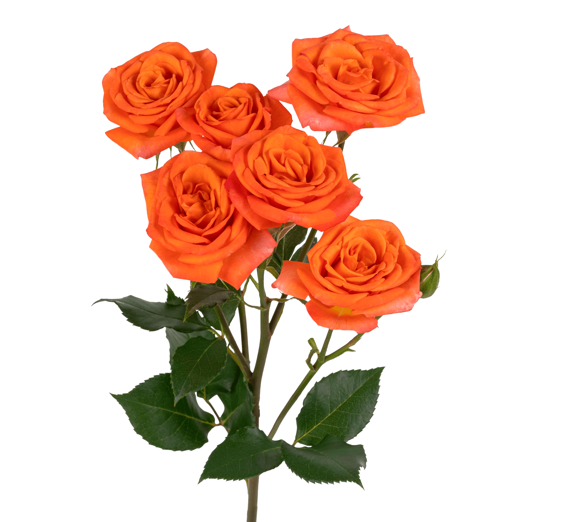 Spray Rose Babe Orange 50cm X 10