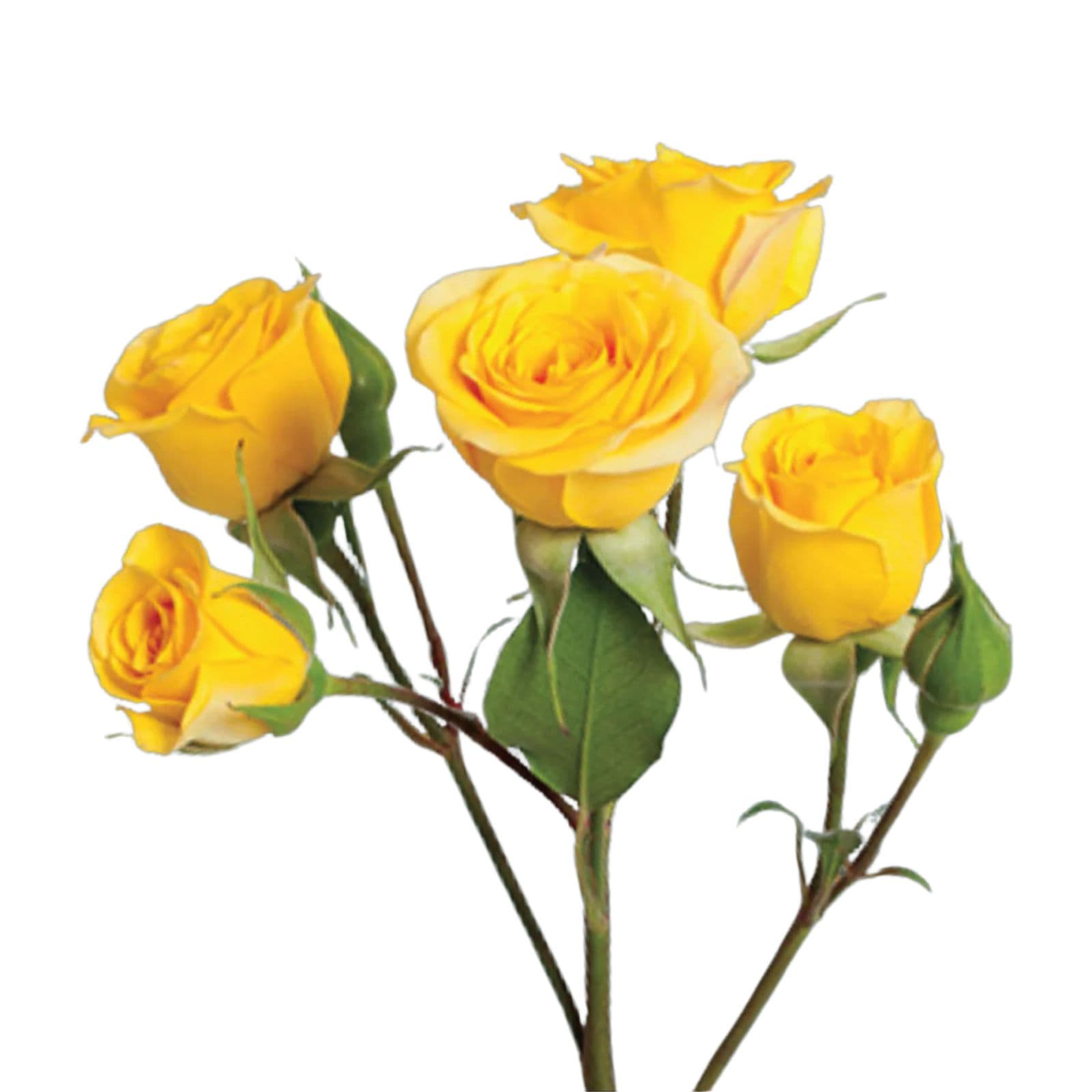 SPRAY ROSE YELLOW YELLOW BABE 60CM X 12