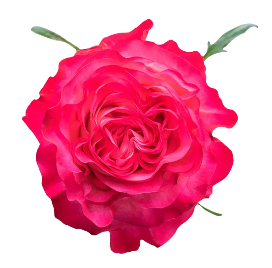 Rose BICOLOR PINK ENCHANTMENT 50CM