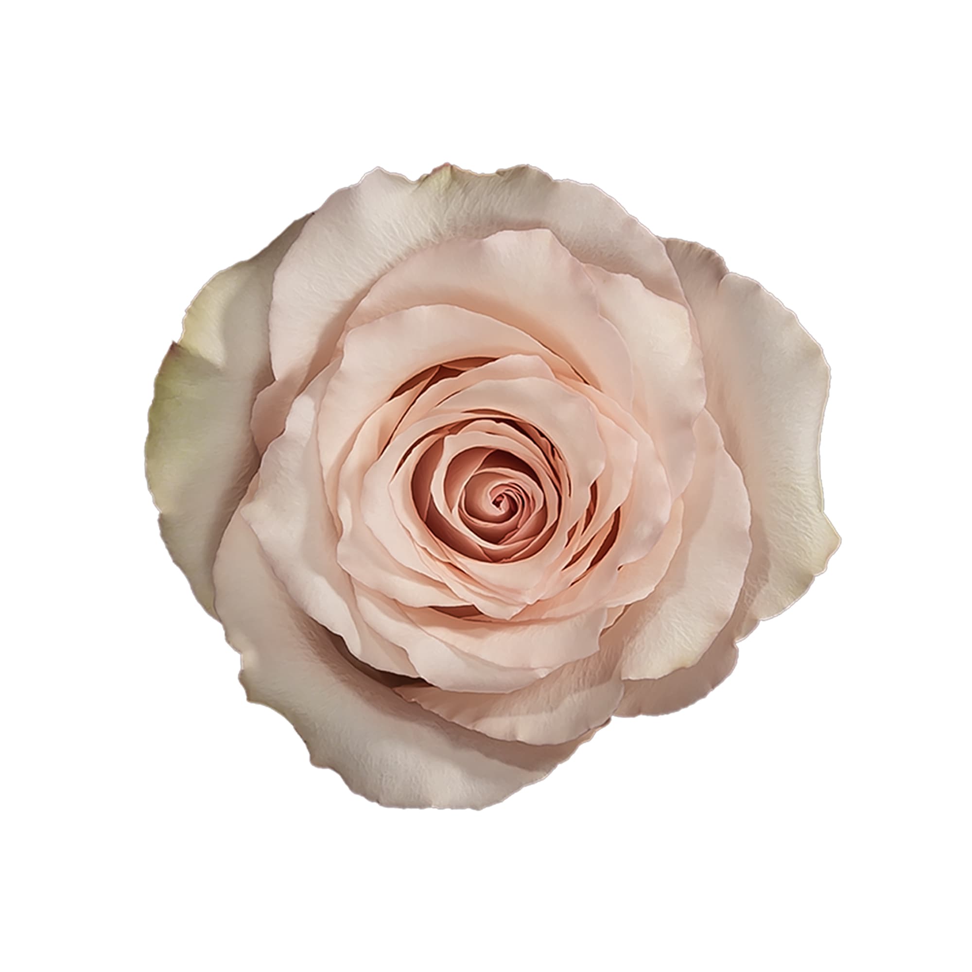 Rose SAND QUICK SAND 60CM