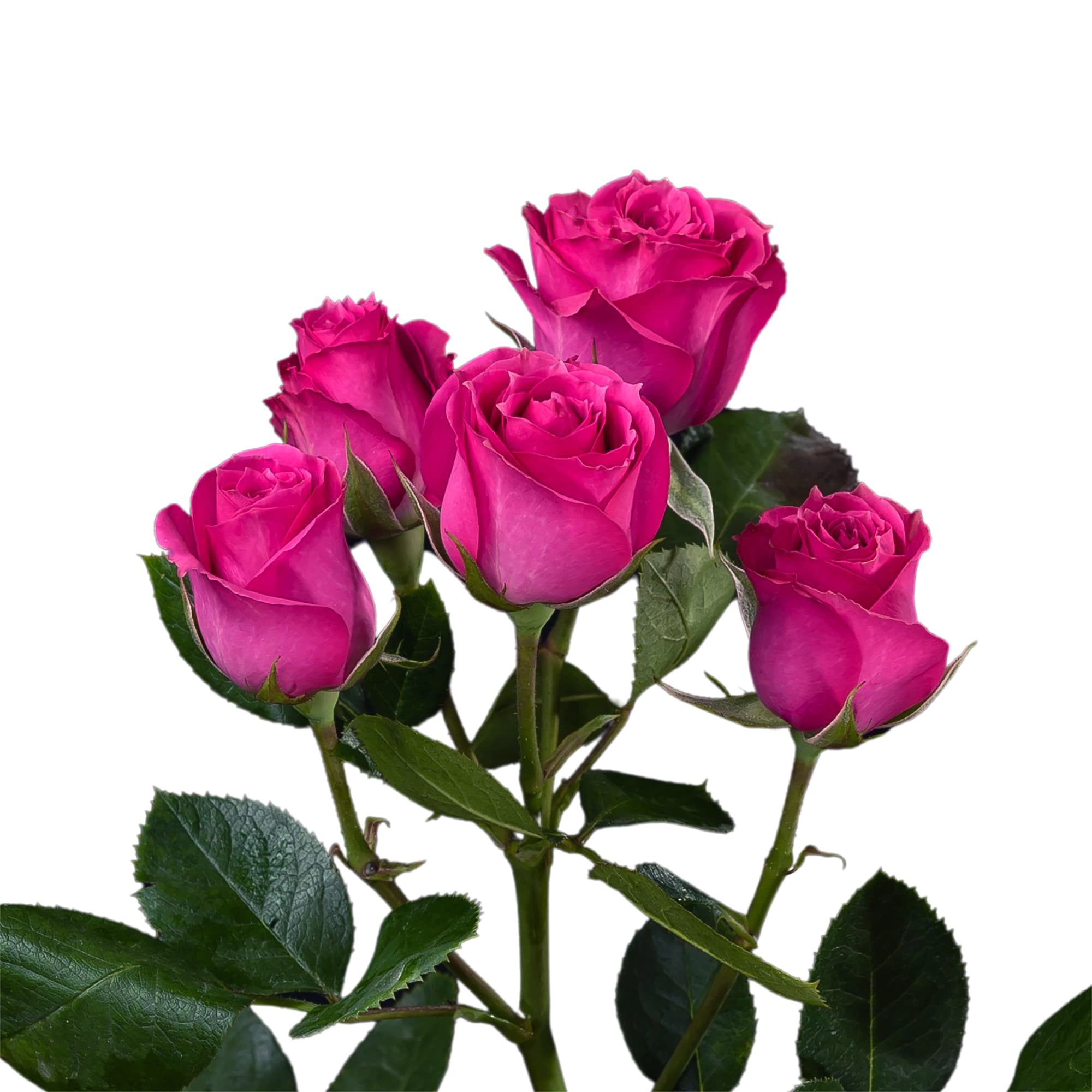 SPRAY ROSE HOT PINK PURPLE IRISHKA-SP 50CM X 10