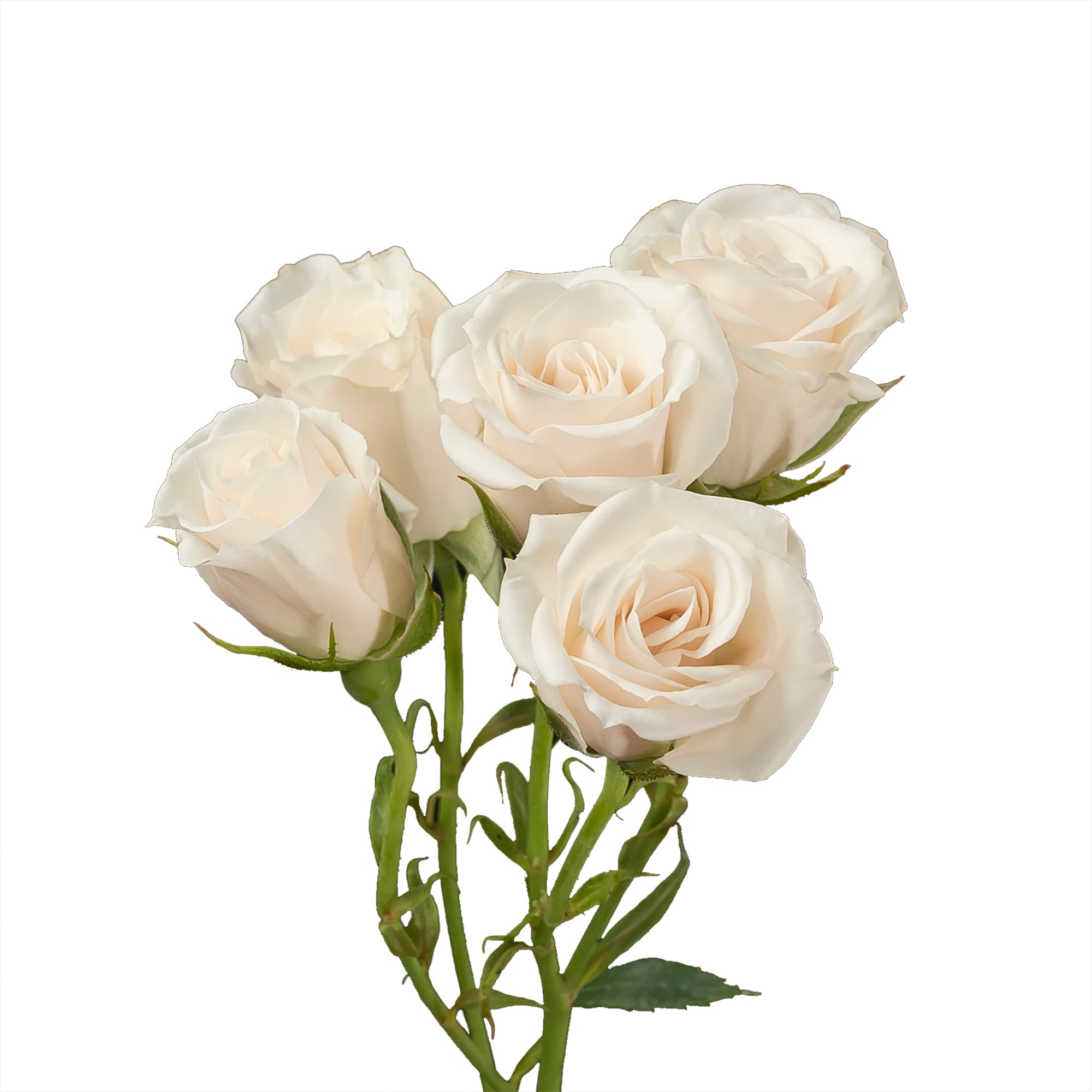 SPRAY ROSE WHITE WHITE MAJOLIKA 70CM X 10