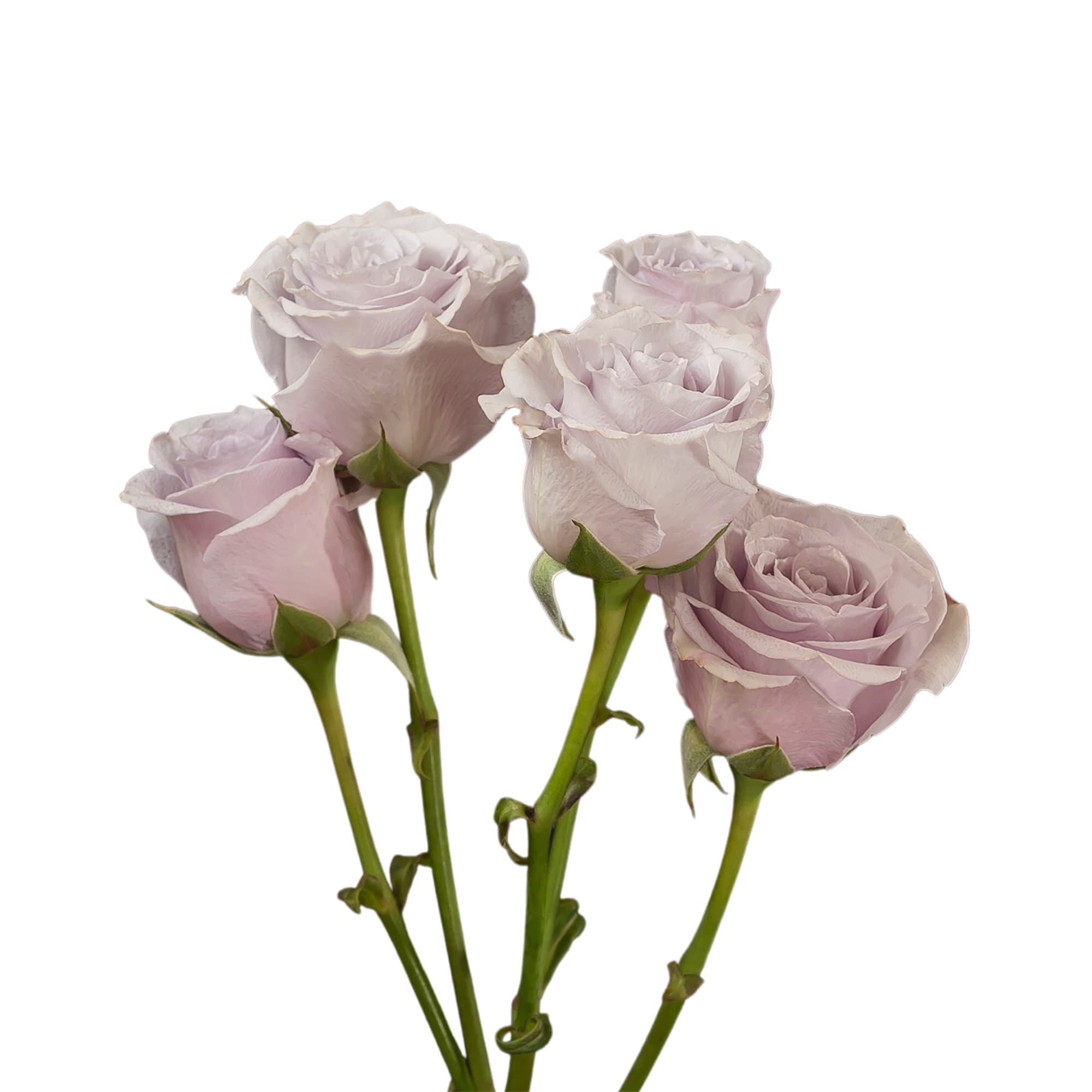SPRAY ROSE LAVENDER SILVER MIKADO 60CM X 10