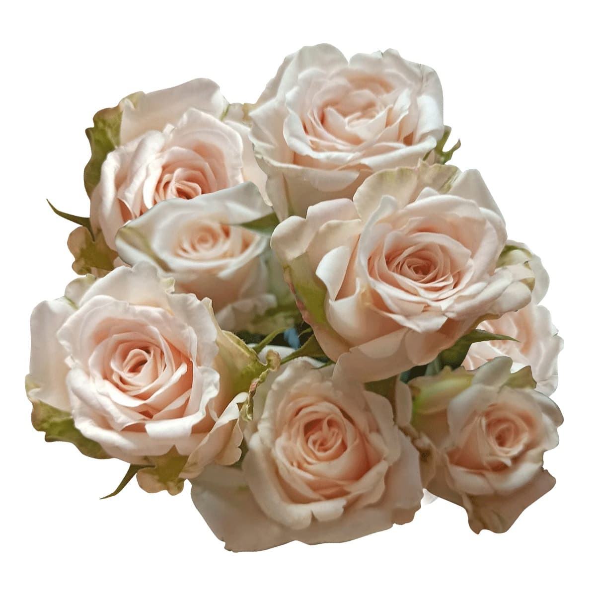 Spray Rose Volans Light Peach 40cm X 10