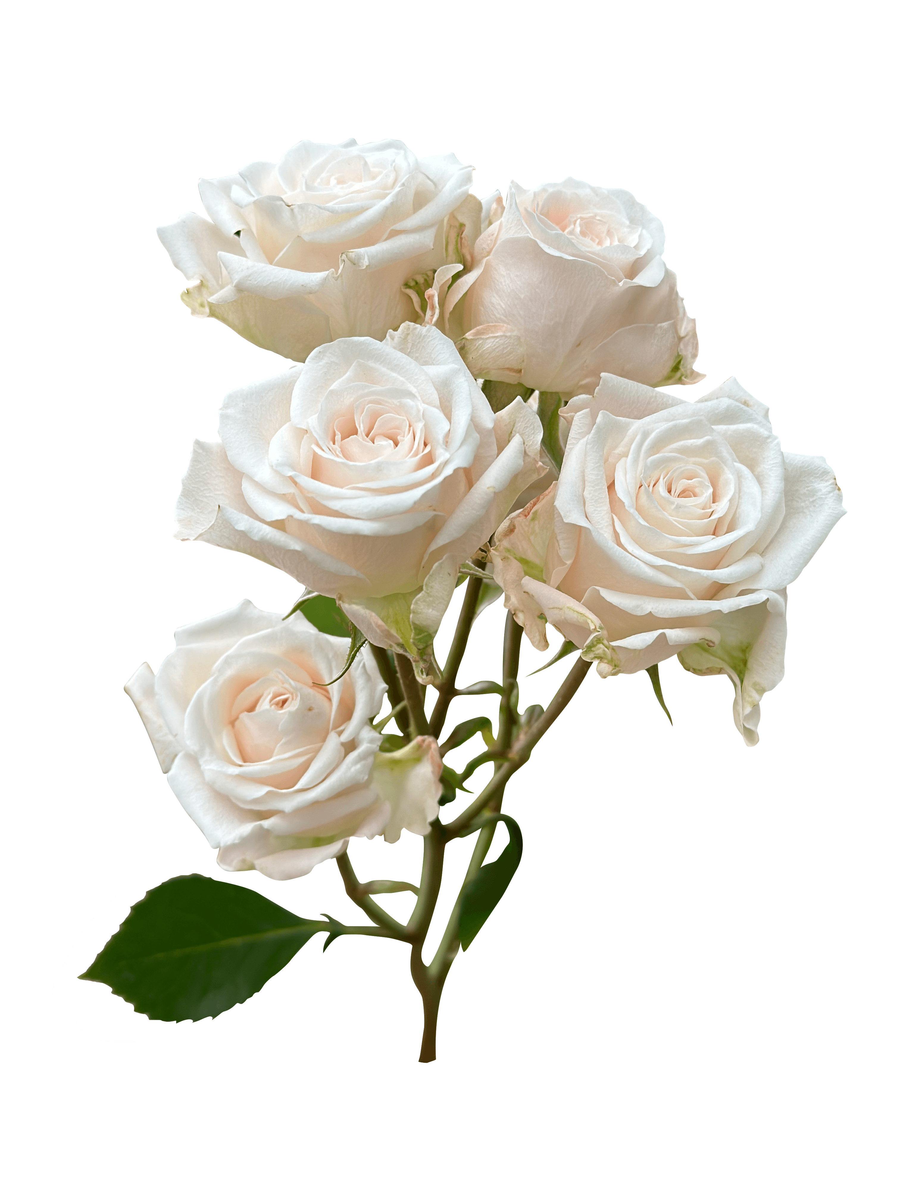 SPRAY ROSE LIGHT PEACH VOLANS 70CM X 10