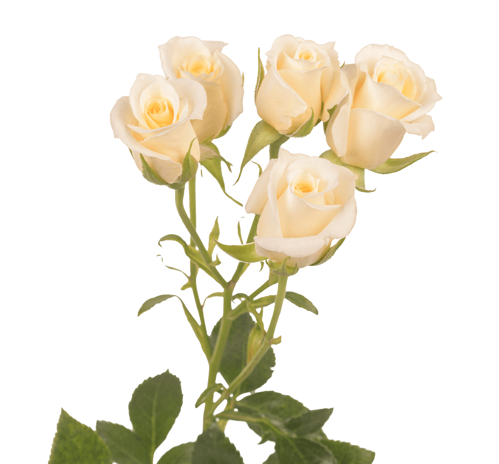 Spray Rose Creme Majolika Cream 40cm X 10