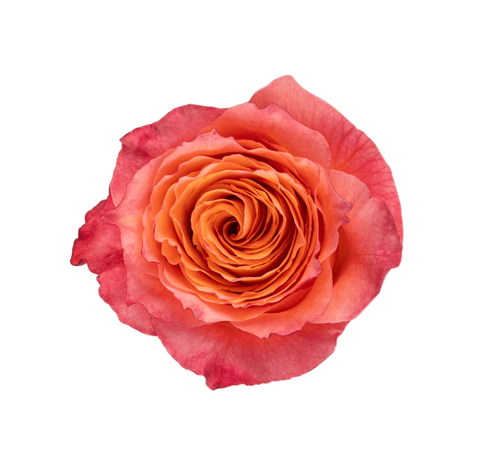 Rose Free Spirit Bicolor Orange 40cm