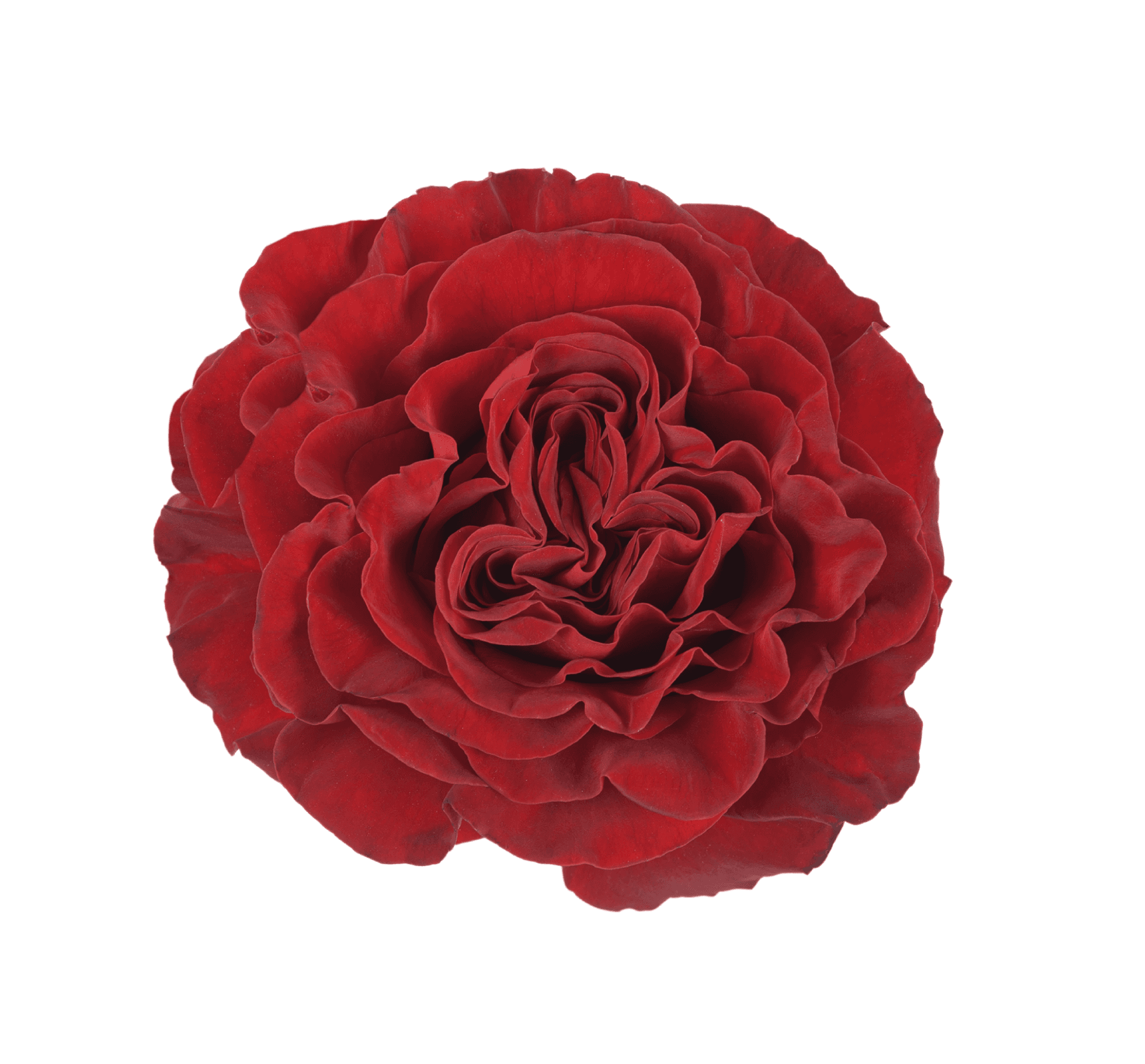Rose Hearts Red 40cm