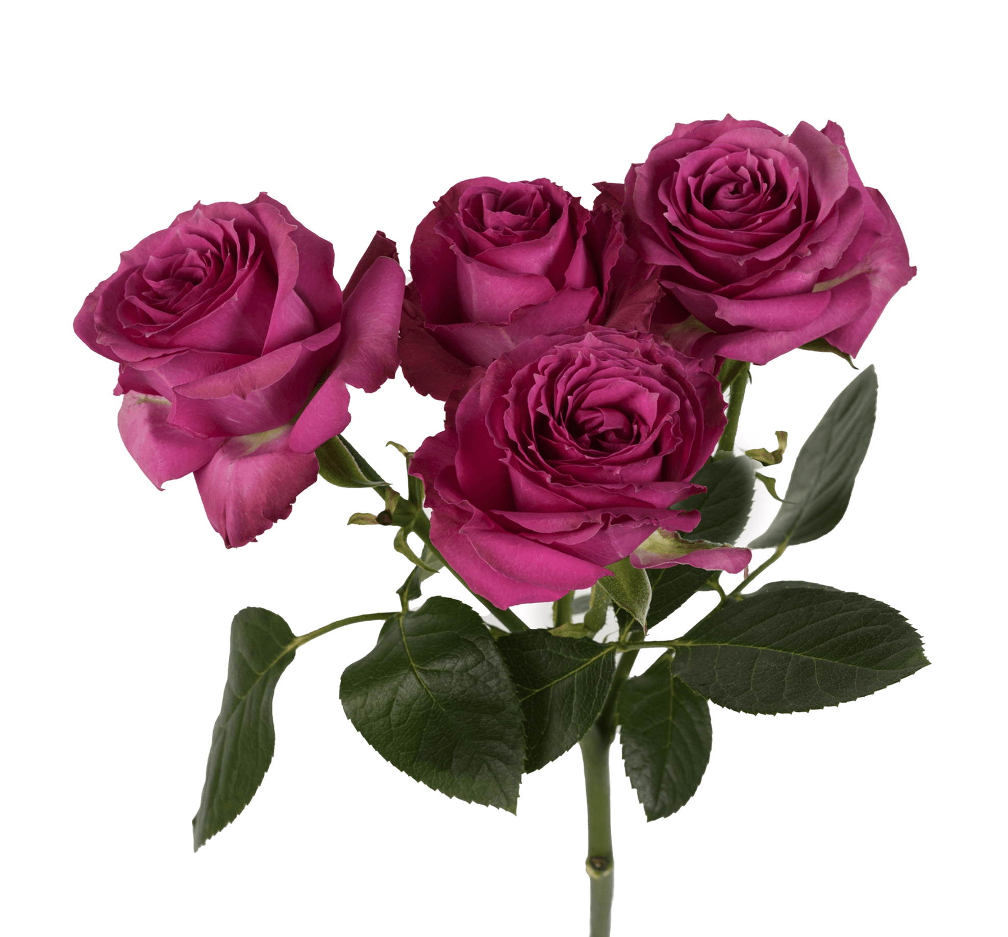 SPRAY ROSE HOT PINK PURPLE IRISHKA-SP 50CM X 10