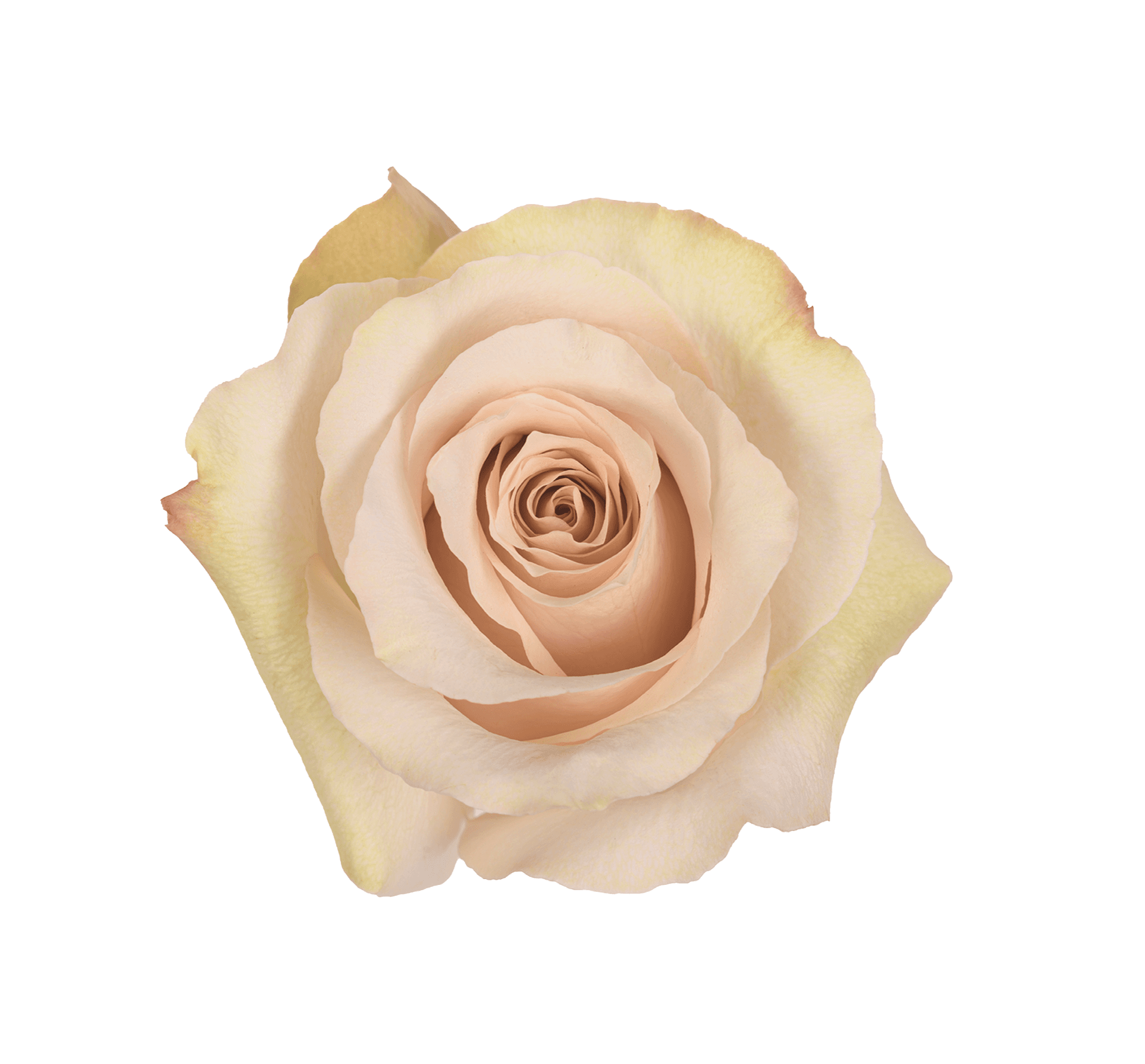 Rose SAND QUICK SAND 60CM