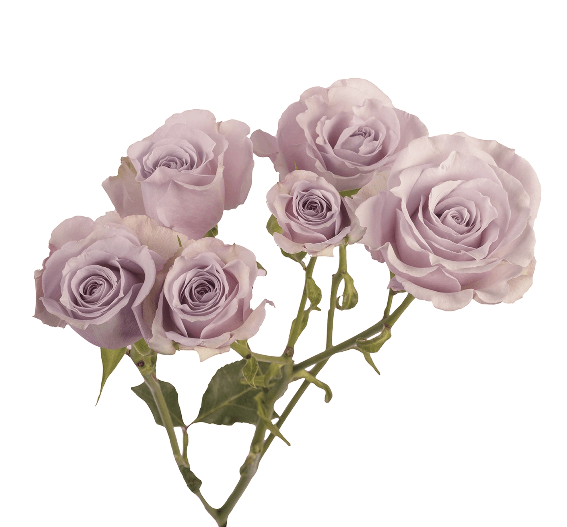 SPRAY ROSE LAVENDER SILVER MIKADO 60CM X 10