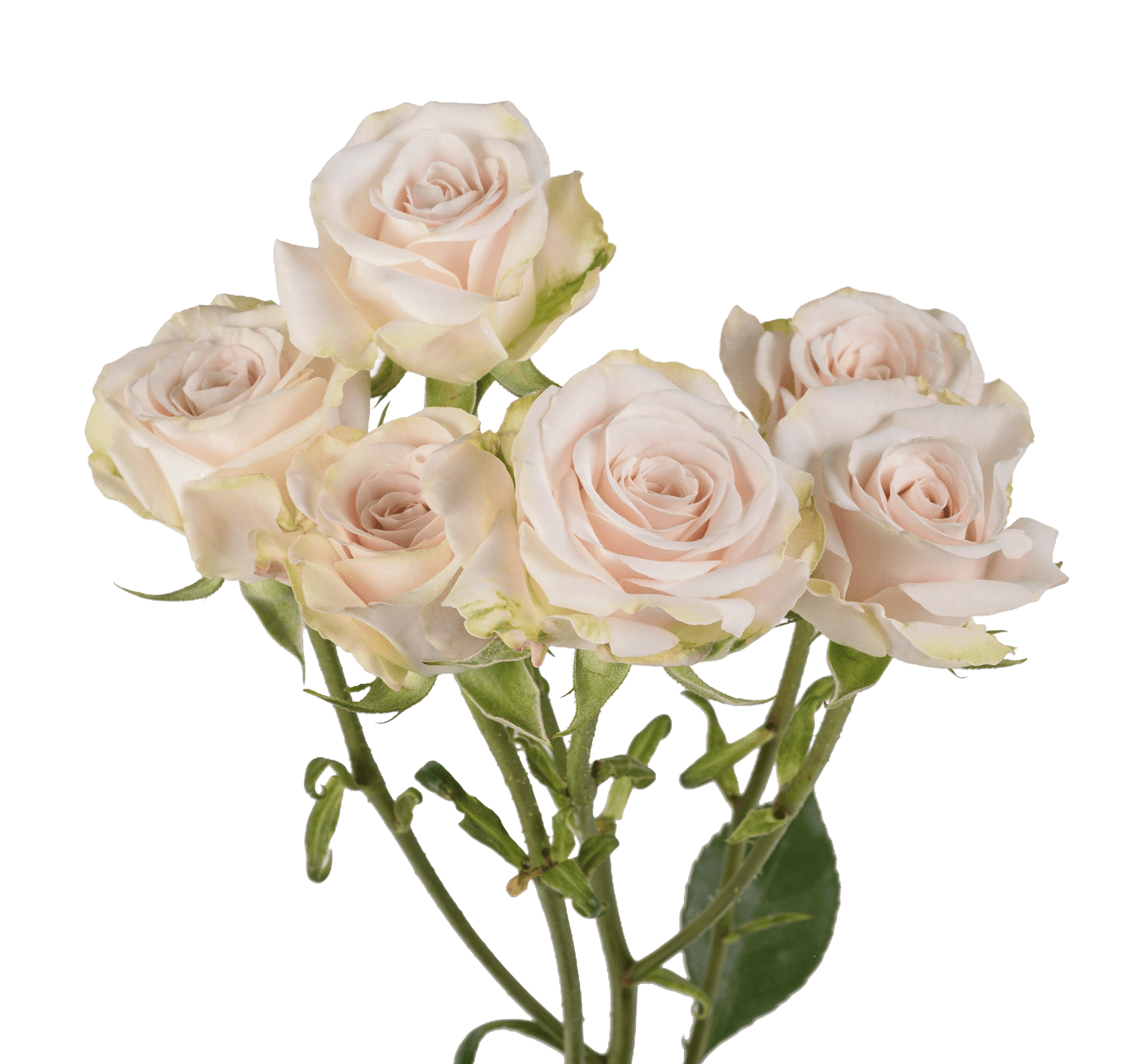 SPRAY ROSE LIGHT PEACH VOLANS 70CM X 10