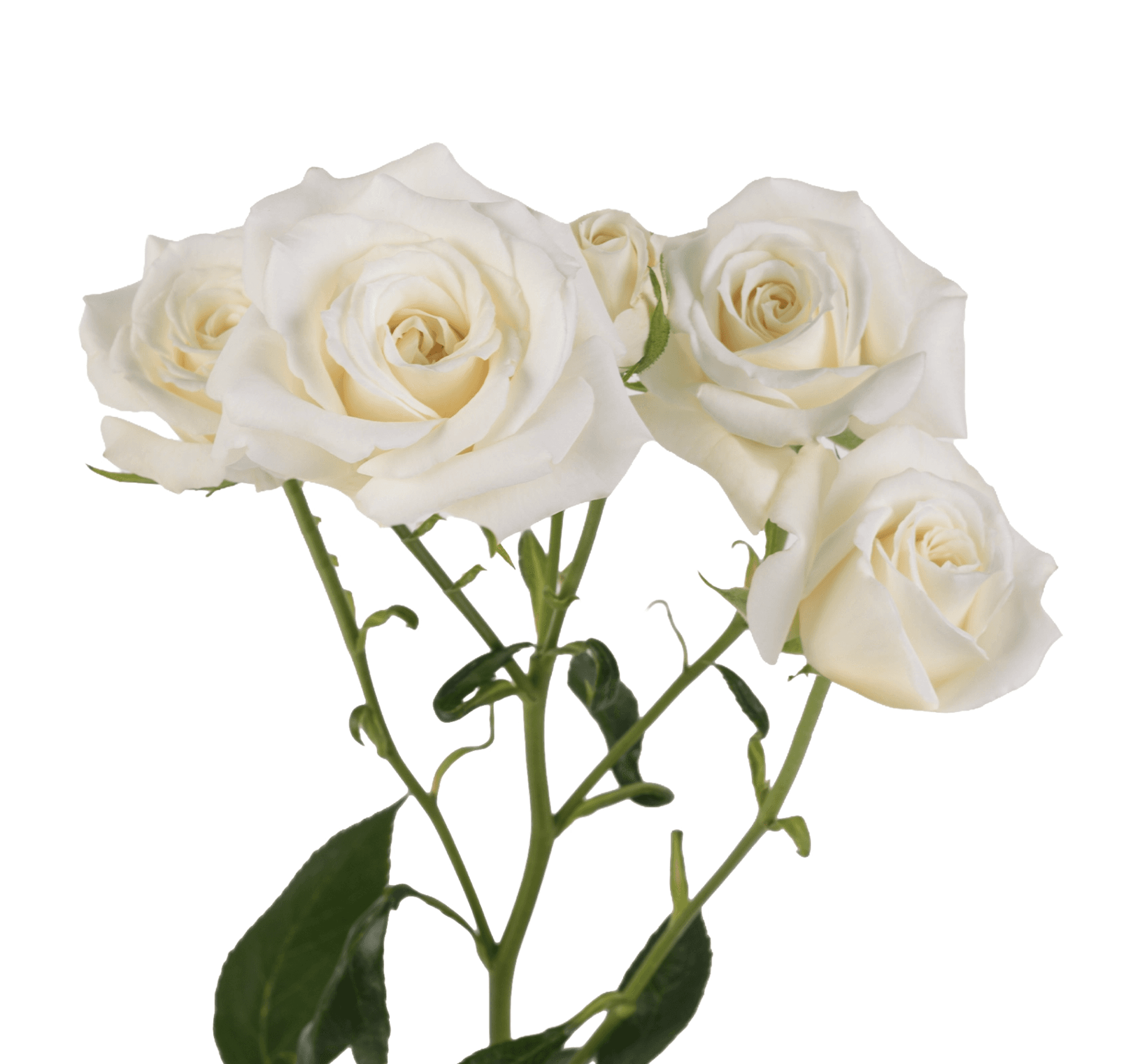 SPRAY ROSE WHITE WHITE MAJOLIKA 70CM X 10
