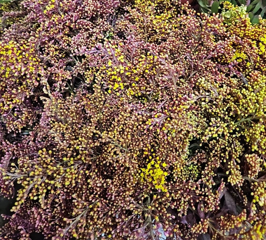 Solidago Tinted Red