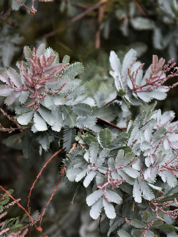 Acacia Purple Fern Natural