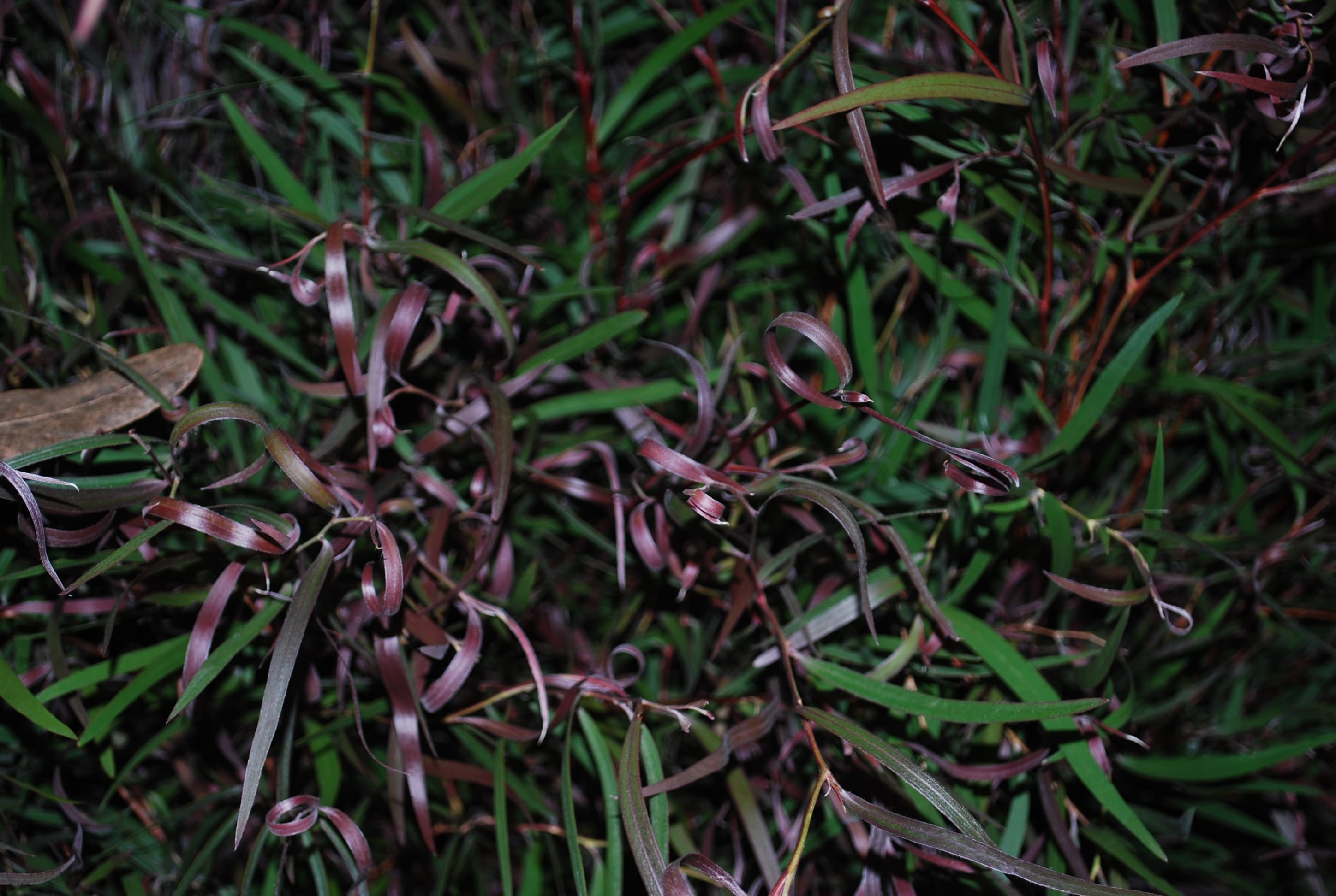 Agonis Burgundy