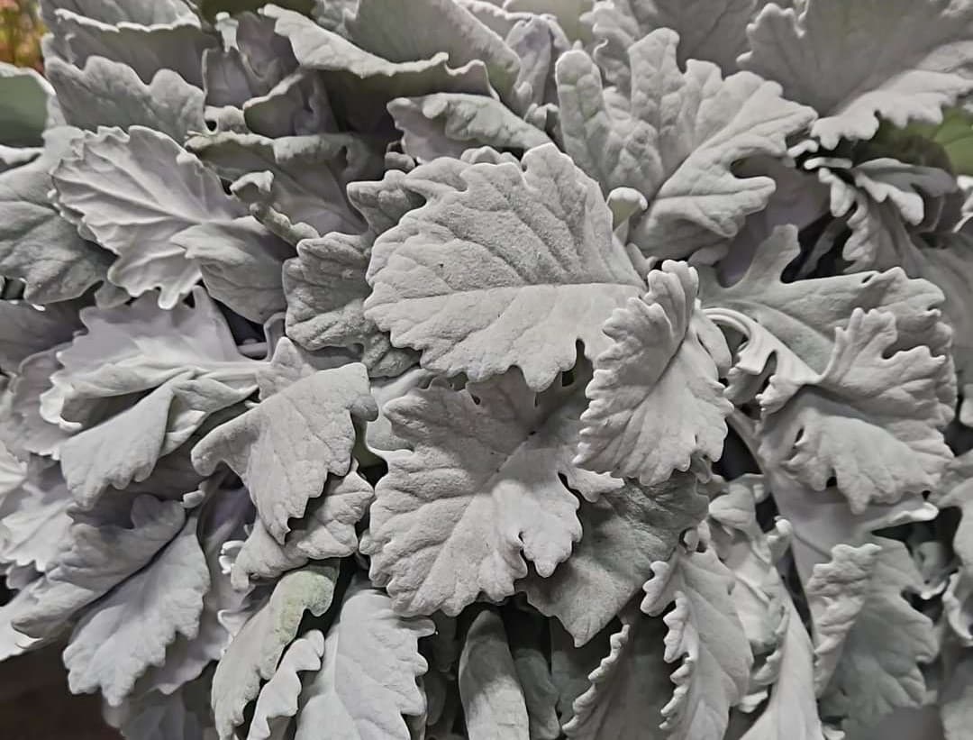 Dusty Miller