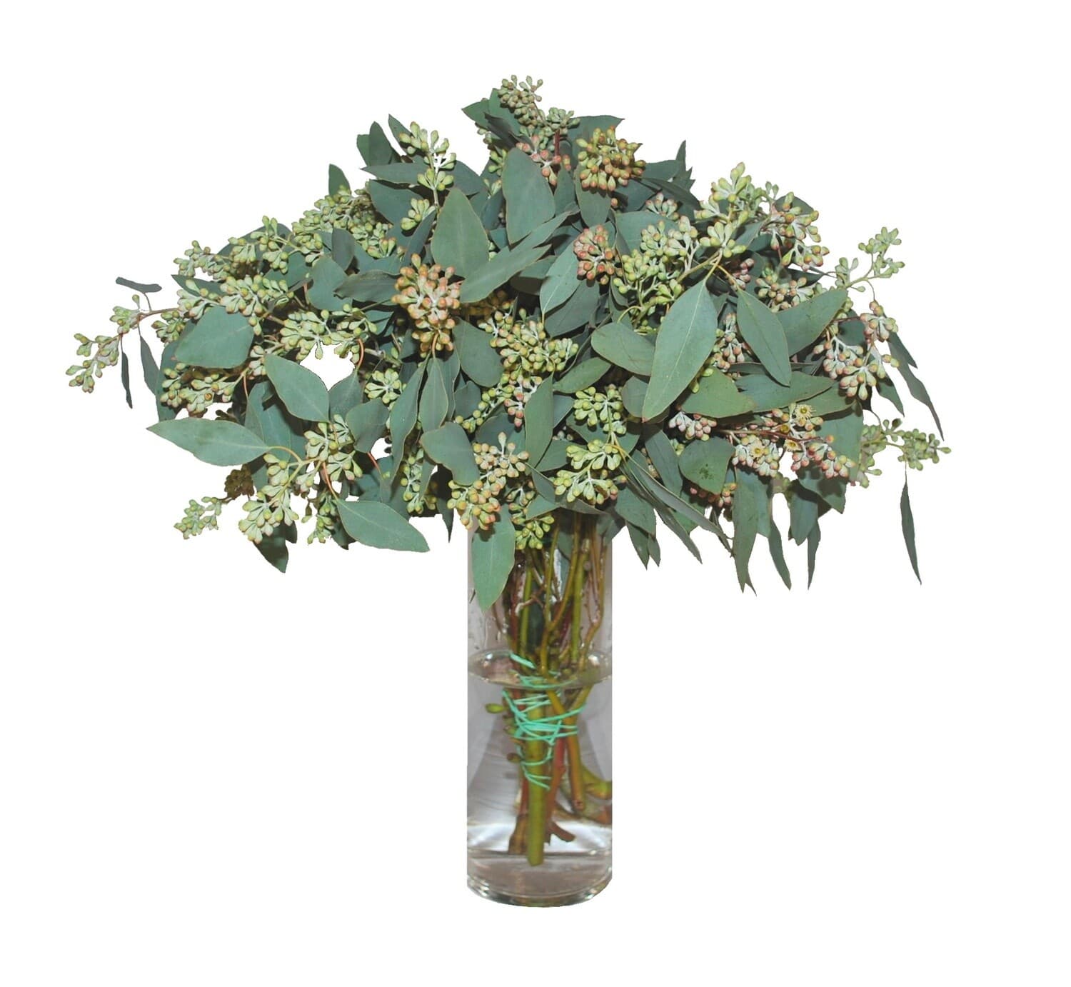 Eucalytpus Seeded