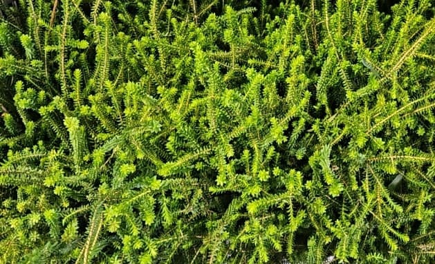 Honey Myrtle