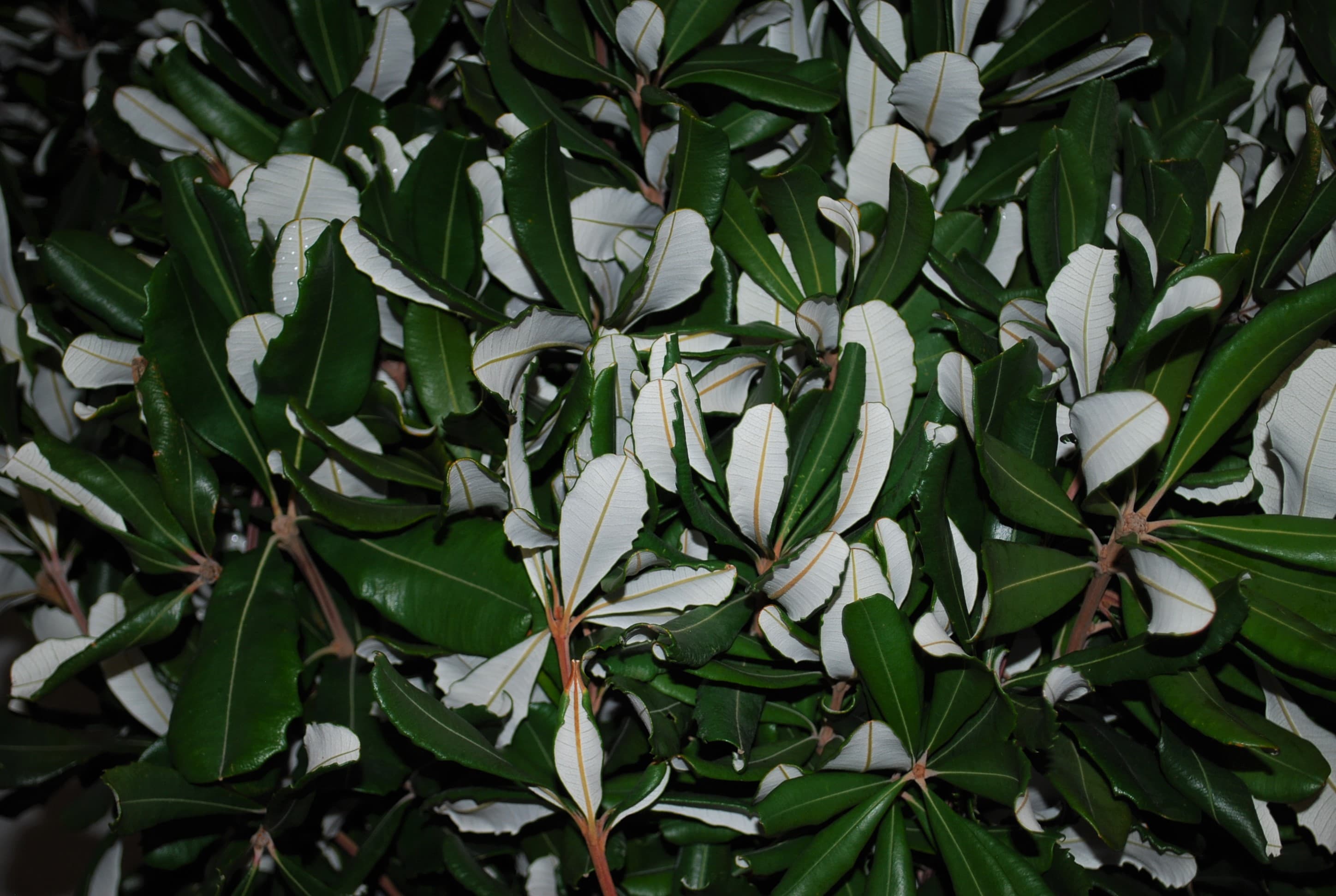 Integrifolia Green