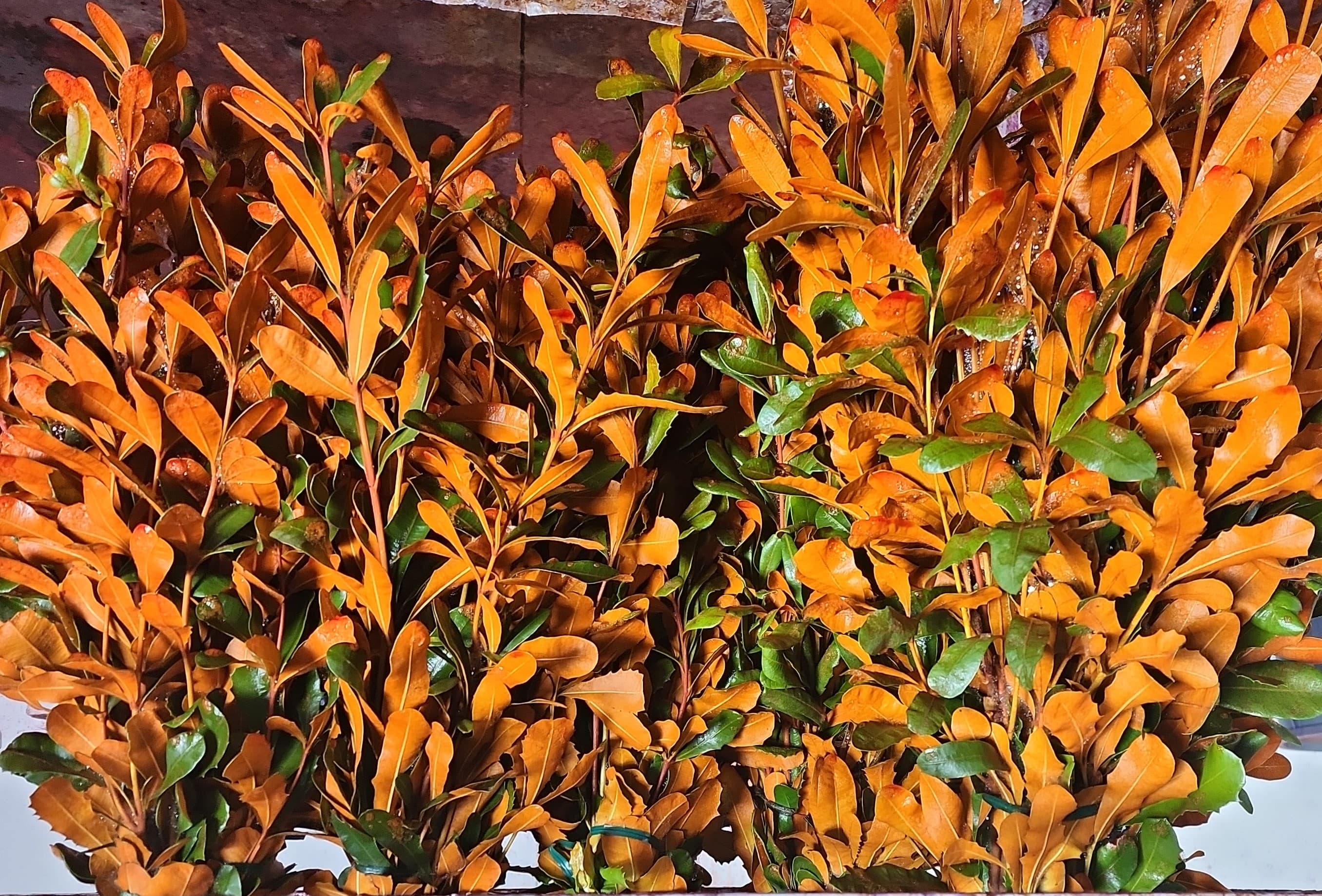 Integrifolia Tinted Orange