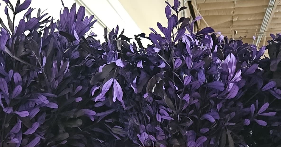 Integrifolia Tinted Purple