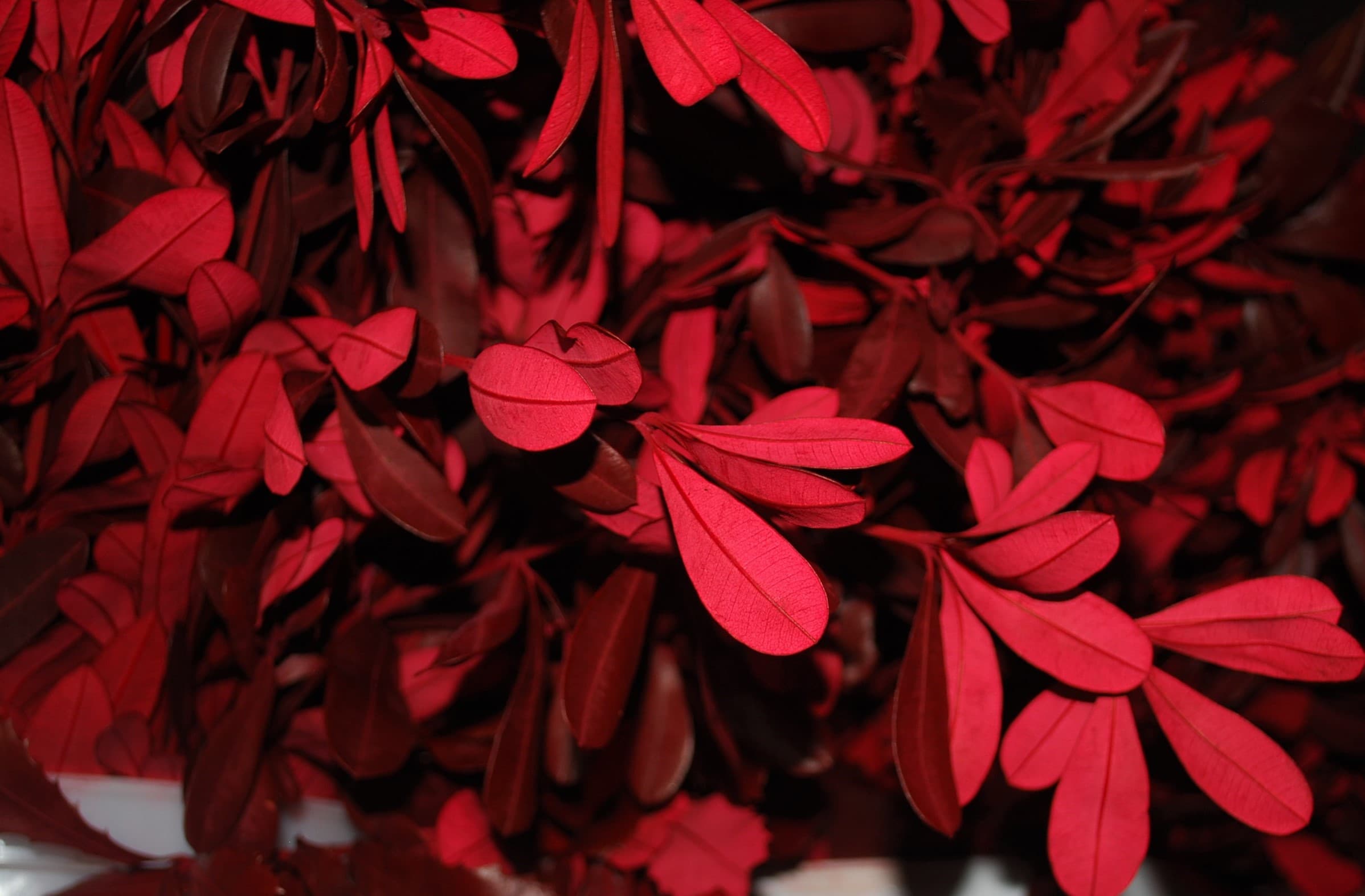 Integrifolia Tinted Red