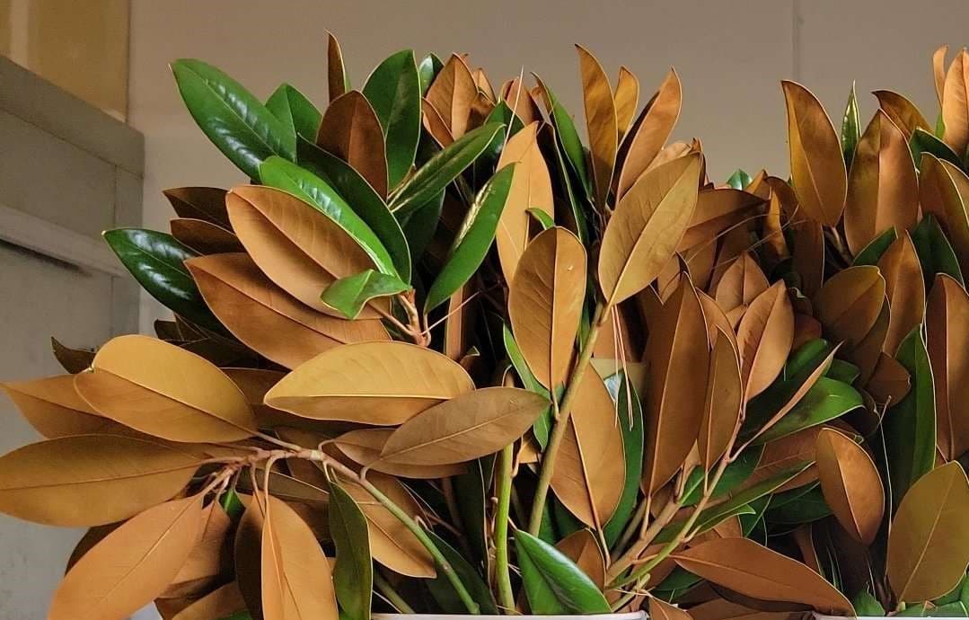Magnolia Foliage