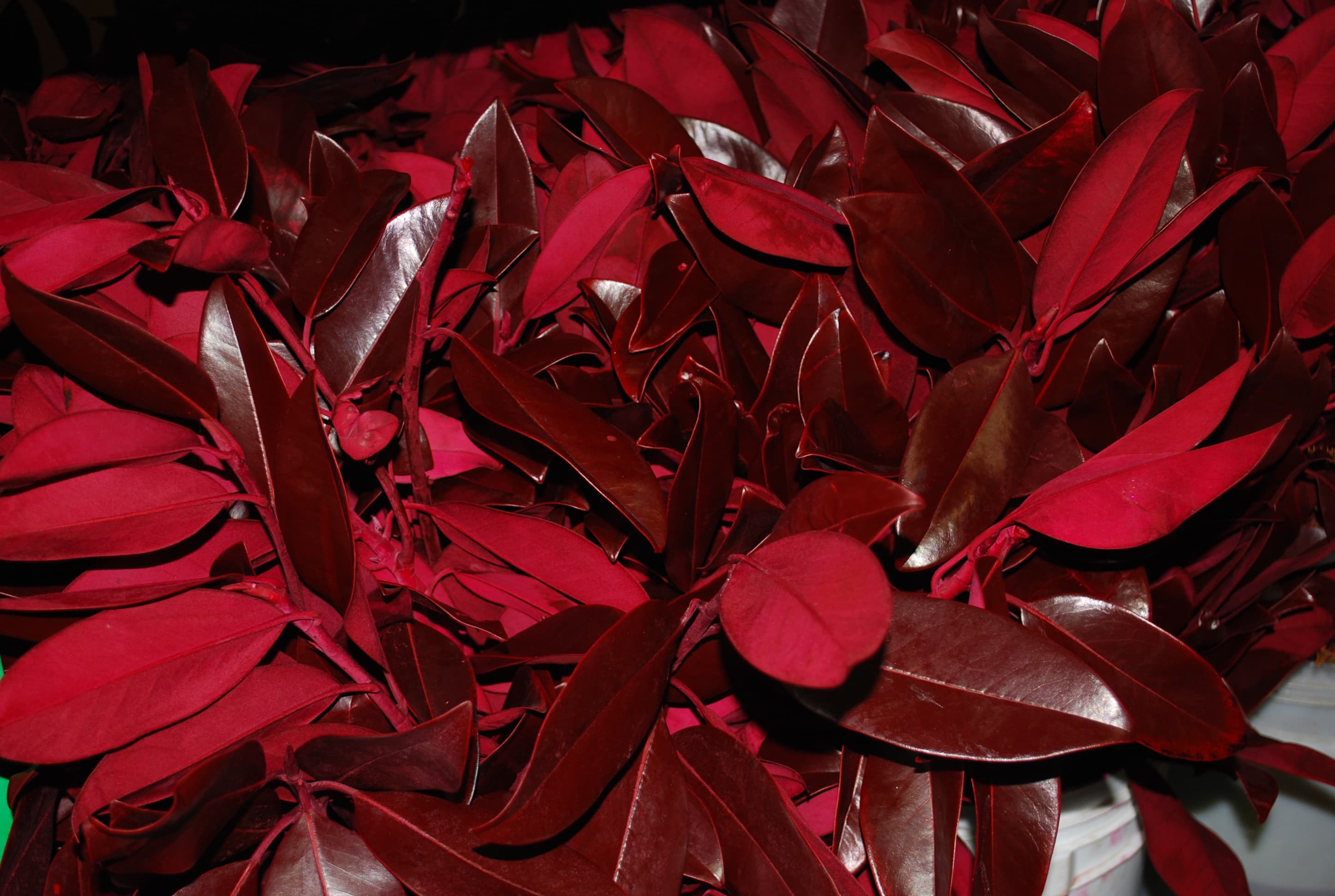 Magnolia Foliage Tinted Red