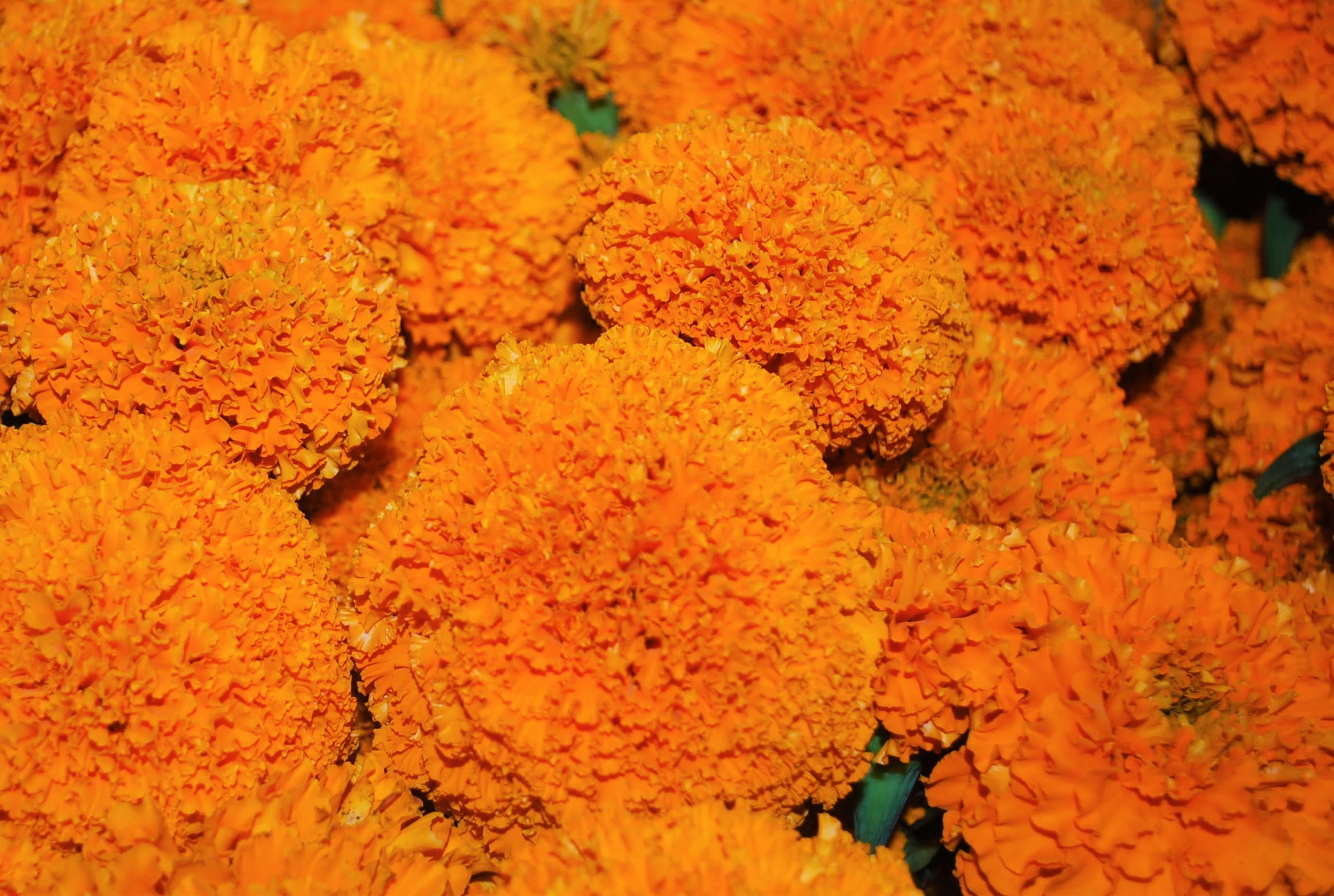 Marigold Orange
