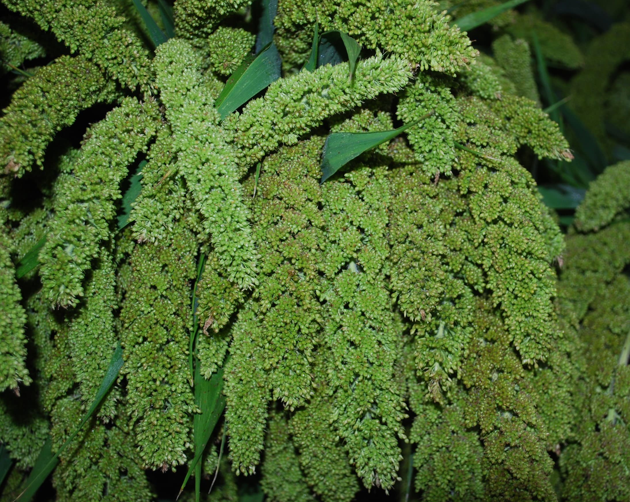 Millet Green