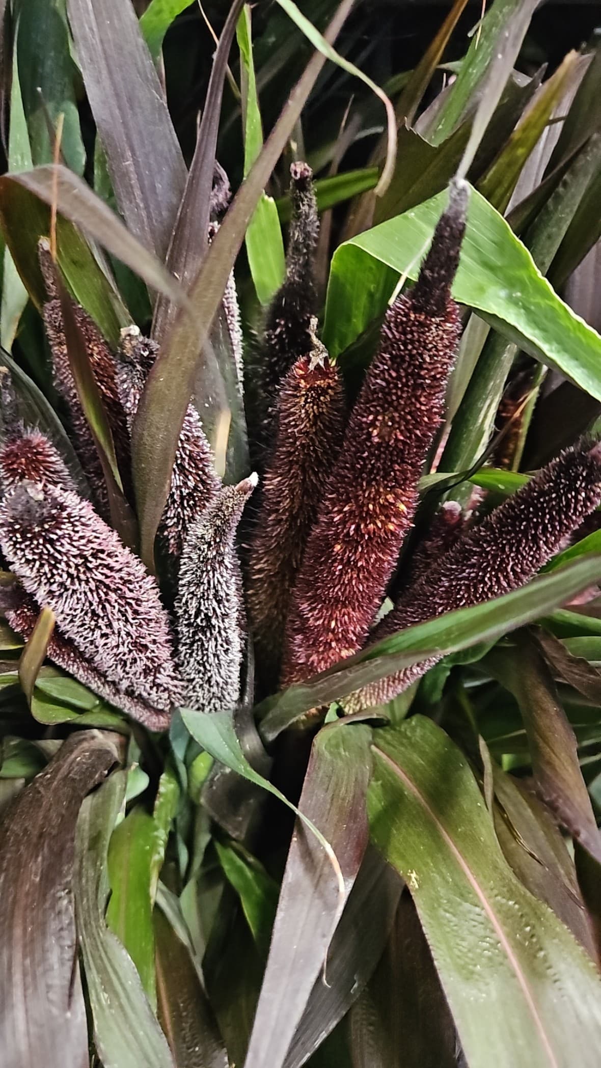 Millet Majestic Black