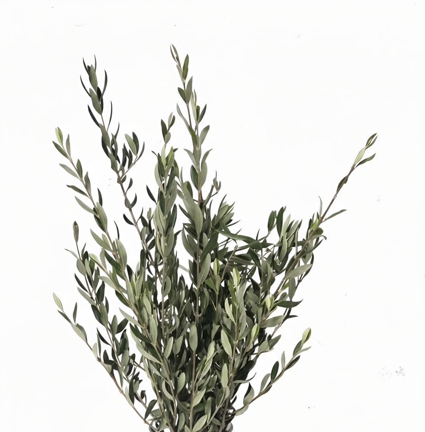 Olive Branch