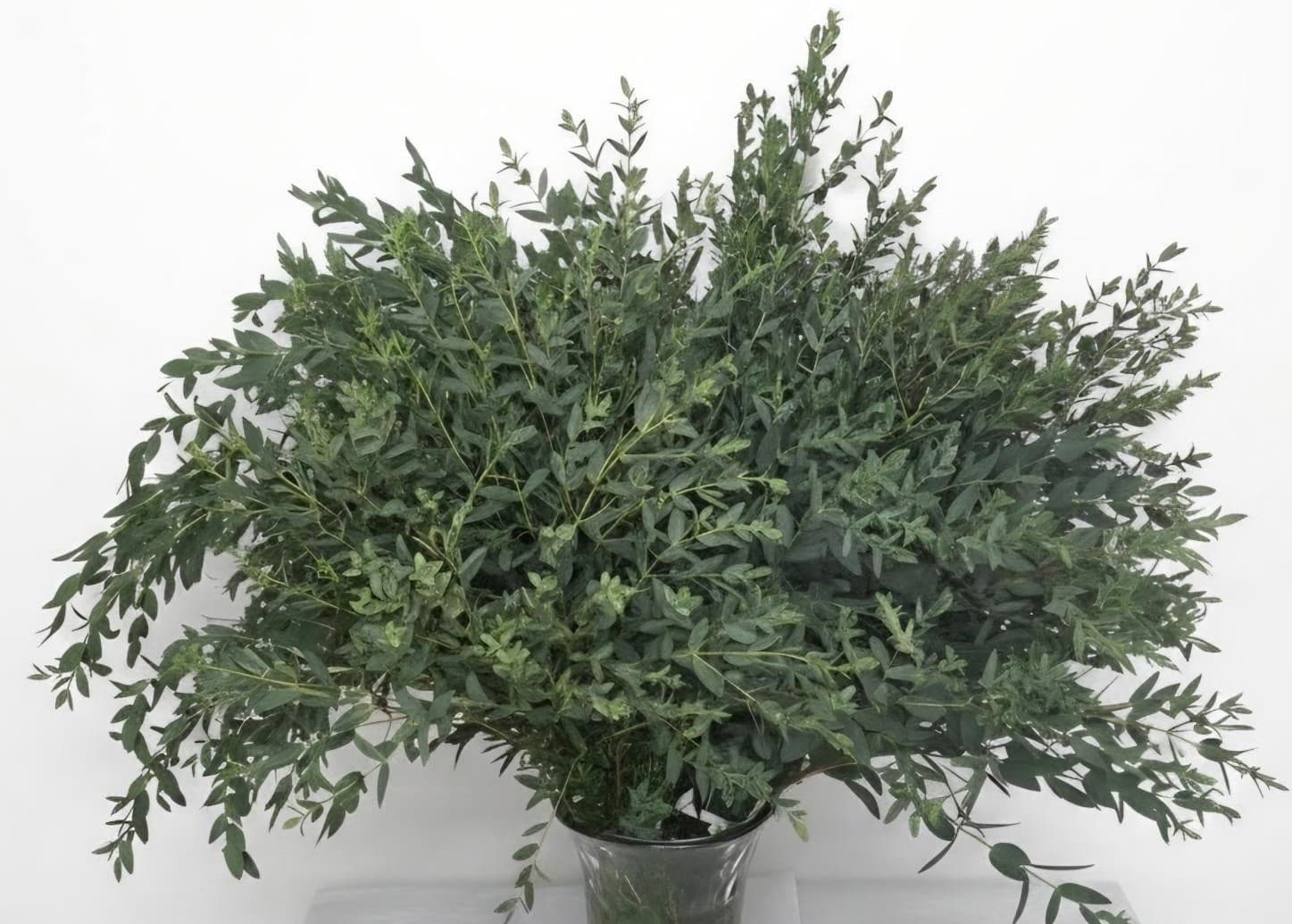 Parvafolia